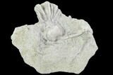 Crinoid (Cribanocrinus) Fossil on Rock - Gilmore City, Iowa #102959-1